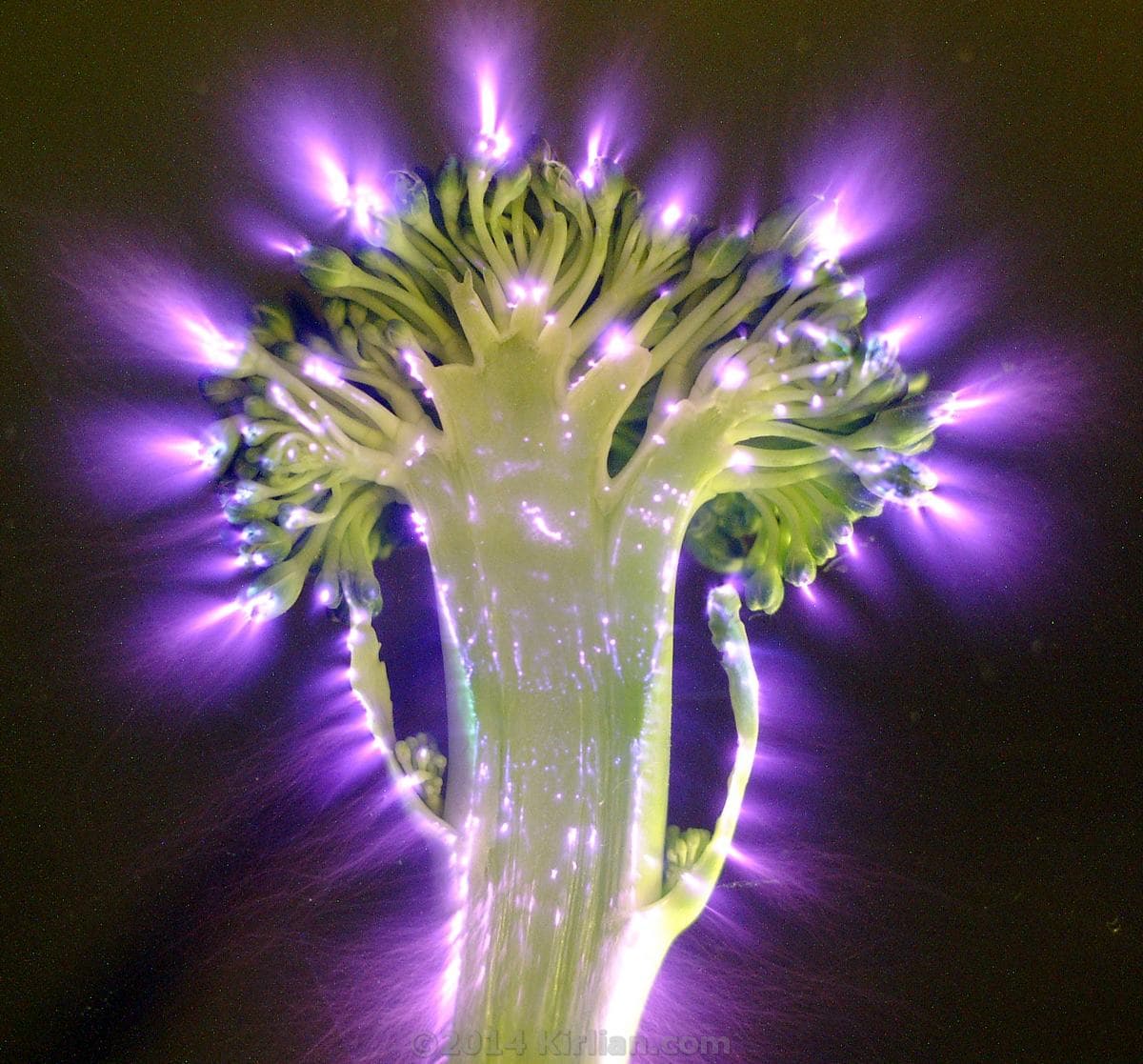 Broccoli — Raw Energy