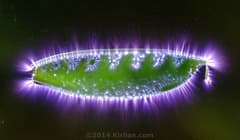 Kirlian Study 4